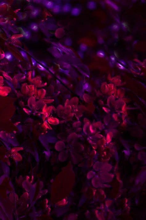 Burgundy Shades, Burgundy Aesthetic, Classy Nail Designs, Dark Flowers, Beautiful Picture, Fabric Floral, Red Aesthetic, Purple Aesthetic, Floral Flower