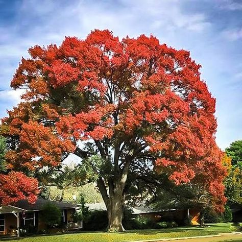 6 Best Trees to Plant in Houston - Lawnstarter Planting Zones, Texas Trees, Red Oak Tree, Red Trees, Tree Seedlings, Coastal Gardens, Tree Saw, Oak Trees, Tree Seeds