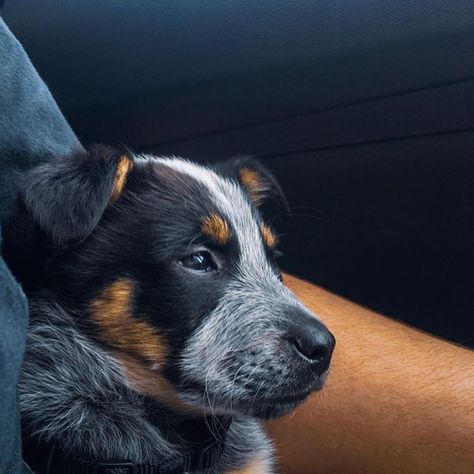 #dogs #puppies #cute #animals Ranch Dogs, Dwell In Possibility, Aussie Cattle Dog, Istj Personality, Austrailian Cattle Dog, Poetry Music, Life Poetry, Puppies Cute, Blue Heeler Dogs