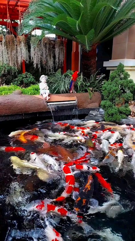 May Day, Fish Swimming, Flower Beds, Koi, Swimming, Fish