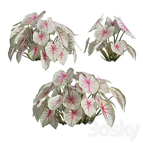 3d models: Outdoor - Caladium Fiesta 02 Caladium Fiesta, Organic Colors, Modern Materials, In 3d, Rooster, Nursery, Exterior, Models, Texture