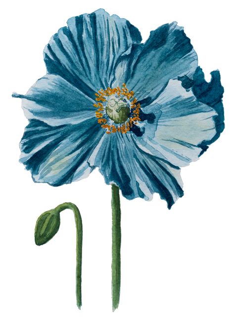 A pretty Iceland blue poppy painted in watercolour. This realistic style flower is perfect for anyone who enjoys the garden, nature, or spring! #aesthetic #art #spring Blue Poppies Painting, Background Colours, Poppy Painting, Blue Poppy, Watercolour Art, Spring Aesthetic, Digital Flowers, Scrapbook Journal, Free Wallpaper