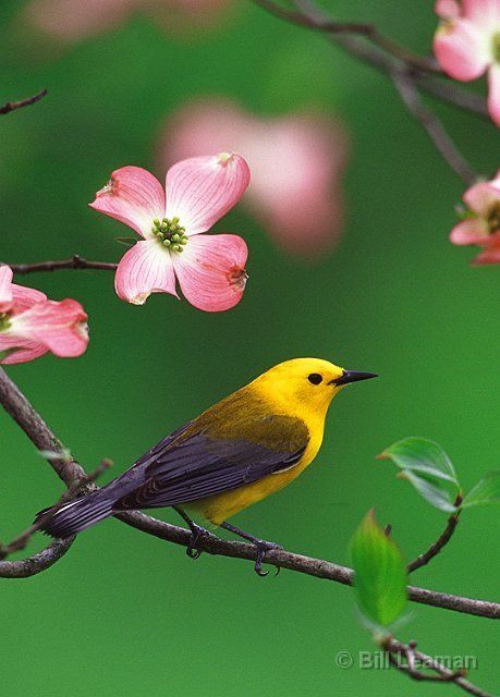 Prothonotary Warbler, Beautiful Feathers, Common Birds, Types Of Birds, Punched Tin, Animal Print Wallpaper, Bird Photos, Animals And Birds, The New World