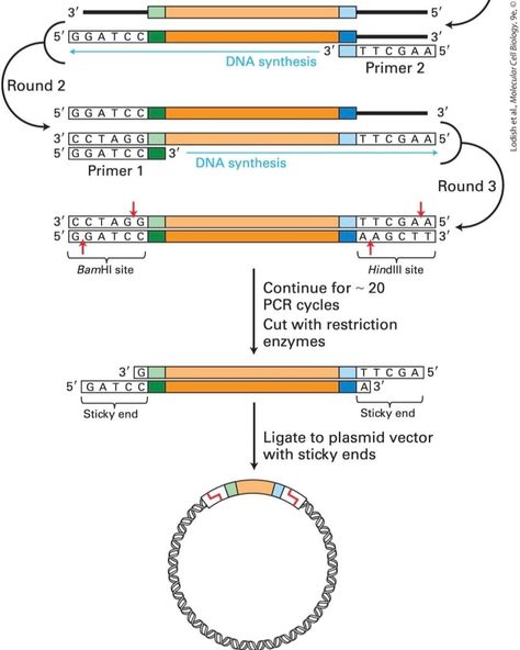 A specific target sequence in genomic DNA can be amplified by PCR for use in cloning‼️ Each primer for PCR is complementary to one end of the target sequence and includes the recognition site for a restriction enzyme that does not have a recognition site within the target region. In this example, primer 1 contains a BamHI recognition sequence, whereas primer 2 contains a HindIII recognition sequence. (Note that for clarity, in any round, amplification of only one of the two strands — the one... Cell Biology, Molecular Biology, Microbiology, Instagram A, Biology, The Two, Target, Instagram