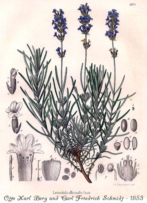 Lavender Perfume, Illustration Botanique, Botanical Illustration Vintage, Graphics Fairy, Vintage Botanical Prints, Botanical Beauty, Scientific Illustration, Plant Illustration, Botanical Drawings