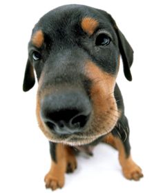 db2 doberman Fisheye Animals, Silly Animal Pictures, Dog Stock Photo, Goofy Dog, Japanese Spitz, Dog Png, Irish Terrier, White Backgrounds, Dog Icon