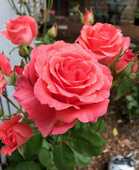 America climbing rose America Climbing Rose, Laguna Climbing Rose, Red Eden Climbing Rose, West America, Bathsheba Climbing Rose, Roses Climbing, Cecile Brunner Climbing Rose, Rose Meaning, Rose Beautiful