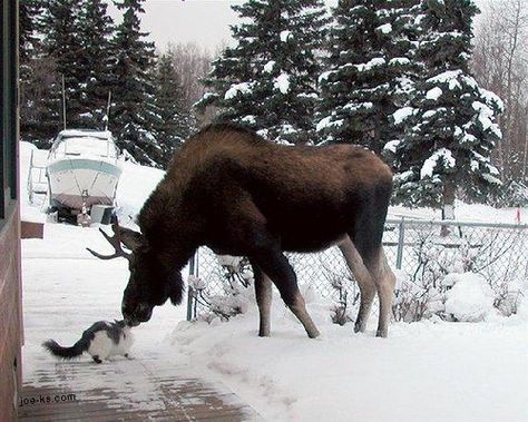 Moose and Cat - can't imagine what the cat is thinking!! - funny,cool. cats probably thinking HHHHEEEELLLLPPPP!!!!!!!!!!!!!! Unlikely Animal Friends, Unusual Animal Friendships, Snow Animals, Unlikely Friends, Animals Friendship, Unusual Animals, Dogs Of The World, Weird Animals, Animal Photo