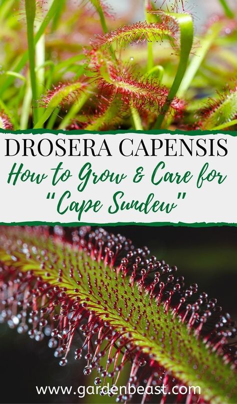 Read our guide to Drosera Capensis for everything you will ever need to know! Tips for growing Sundew Plant Terrarium, Cape Sundew Plant, Cape Sundew, Carnivore Plants, Sundew Plant, Dirt Therapy, Peat Soil, Danger Noodles, Begonia Maculata