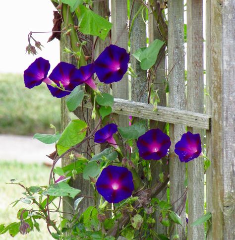 Morning glory Feels Like Fall, Morning Glory Flowers, Morning Glories, Life Is A Gift, Morning Glory, Photo Library, My House, Beautiful Gardens, My Home