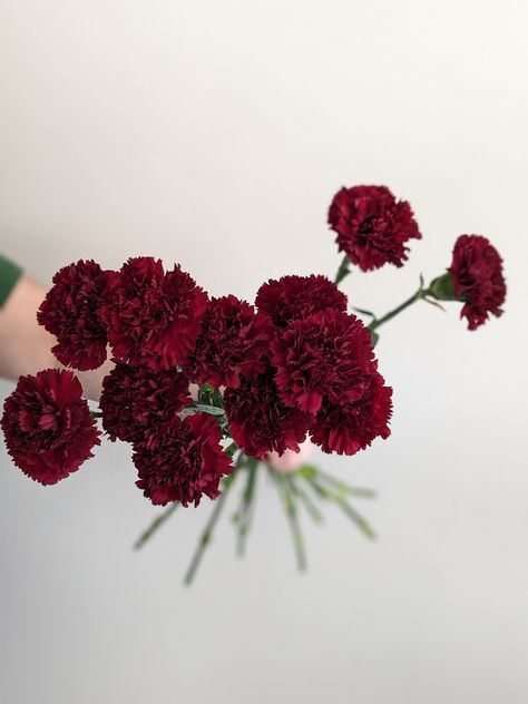 Burgundy Carnation Bouquet, Dark Red Wedding Flowers, Maroon Carnations, Dark Red Carnation, Burgundy Carnations, Red Carnation Flower, Dark Red Wedding, Carnation Wedding, Maroon Flowers