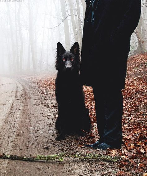 Crowley wiht hellhound. #Supernatural Crowley Spn Aesthetic, Spn Crowley, Crowley Aesthetic, Crowley Spn, Crowley Supernatural, Mary Winchester, Twin Flame Reunion, Mark Sheppard, John Winchester