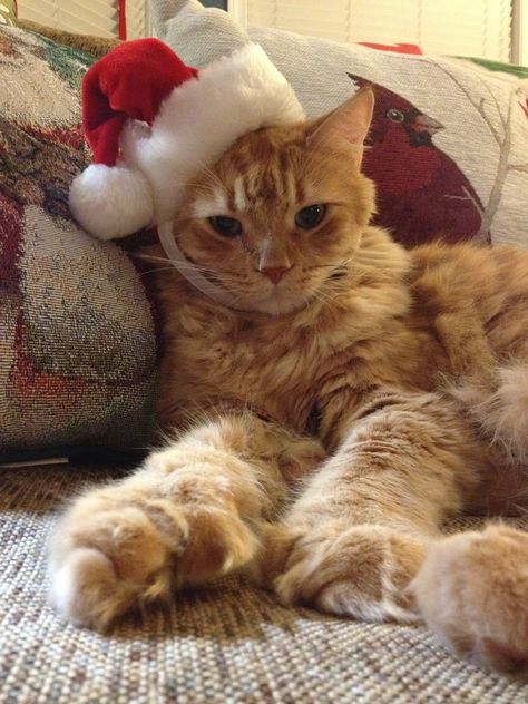 This is my sweet, tolerant, accepting Santa Acceptance! Christmas Cats Aesthetic, Cat With Santa Hat Pfp, Iphone Makeover, Cats Christmas Aesthetic, Orange Cat Christmas, Christmas Profile Pictures, Christmas Cars, Christmas Kitties, Orange Kittens