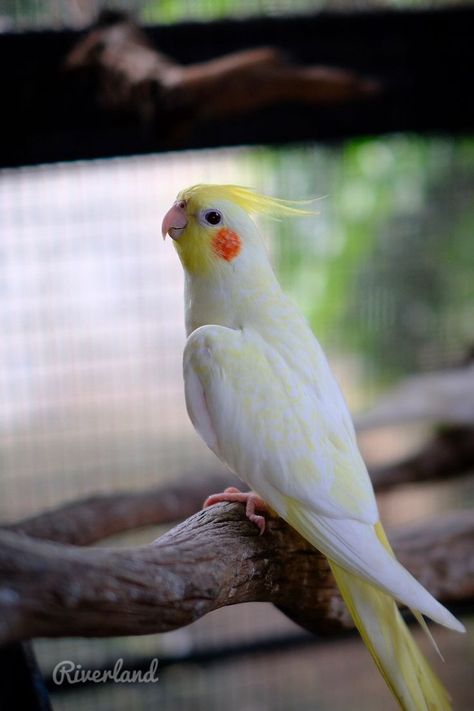 Lutino Pearl Cockatiel, Lutino Cockatiel, Cockatiel Care, Cockatiel Bird, Pigeon Breeds, Funny Parrots, Australian Birds, Pet Bird, Cute Birds