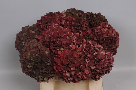 Dark Red Hydrangea, Dark Hydrangea Bouquet, Maroon Hydrangea, Tropical Wedding Flowers Centerpieces, Wedding Flowers Bridesmaids, Burgundy Hydrangea, Wedding Flowers Spring, Wedding Flowers Blue, Wedding Flowers Fall