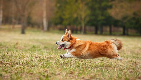 CARDIGAN WELSH CORGI Corgi Dog Breed, Welsh Corgi Pembroke, Corgi Breeds, Herding Dogs Breeds, Corgi Facts, Akc Breeds, Short Dog, Corgi Mix, Corgi Pembroke