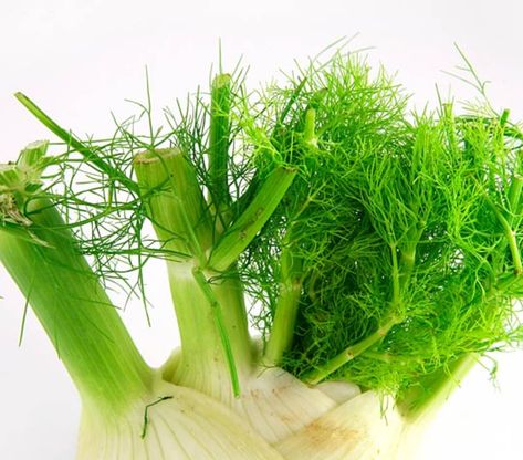 Most recipes with fennel, like our Shaved Fennel, Roasted Tomato, and Pistachio Salad from yesterday, focus on the crunchy bulb, leaving us in a lurch when it comes to the leftover stalks and fronds. Fennel tops are tasty too! No sense in letting these greens go to waste. Here are some favorite ways to use them up.The lacy fronds have a delicate anise flavor and are so tender that they practically melt in your mouth. Think of them as herbs, just like dill or tarragon. Recipes With Fennel, Fennel Stalks, Pistachio Salad, Fennel Recipes, Salmon Potato, Csa Recipes, Lunch Appetizers, Lasagna Pasta, Grilling Tips