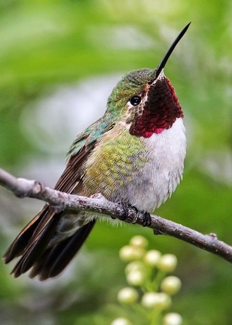 Beautiful Hummingbirds, Hummingbird Photos, Hummingbirds Photography, Hummingbird Pictures, Ruby Throated Hummingbird, Hummingbird Art, Bird Quilt, Most Beautiful Birds, Backyard Birds