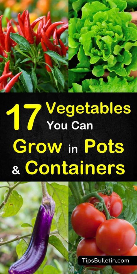 Growing In Pots, Gemüseanbau In Kübeln, Growing Vegetables In Pots, Container Vegetables, نباتات منزلية, Growing Veggies, Veg Garden, Home Vegetable Garden, Container Gardening Vegetables