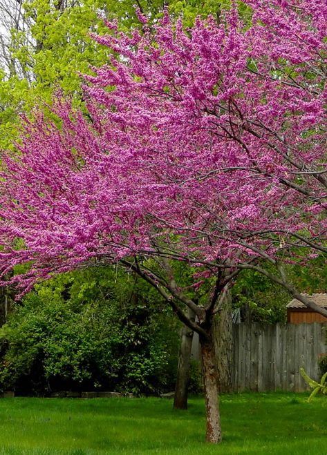 Plant Beds, Holly Shrub, Eastern Redbud, Redbud Tree, Garden Centers, Backyard Plants, Backyard Landscaping Plans, Red Bud, Hillside Landscaping