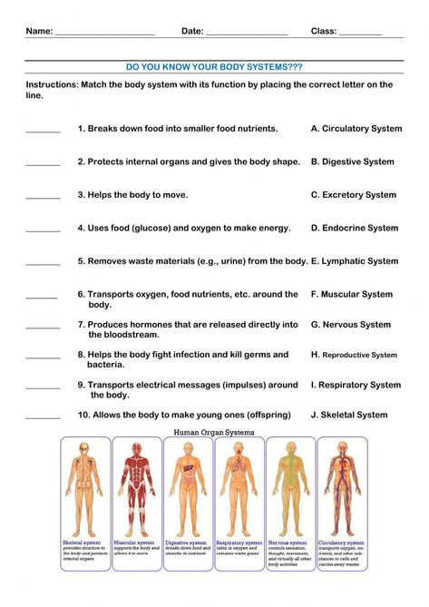 11 Body Systems, Health Worksheets For Middle School, Emt Worksheets, Anatomy And Physiology Worksheets, Teaching Body Systems, Body Worksheet, Body Systems Worksheets, Human Body Worksheets, Human Growth And Development