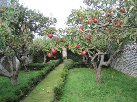 Orchard at Cley, Norfolk Backyard Orchard, Apple Garden, Fruit Tree Garden, Orchard Design, Orchard Garden, Garden Rock Border, Apple Trees, Walled Garden, Veg Garden