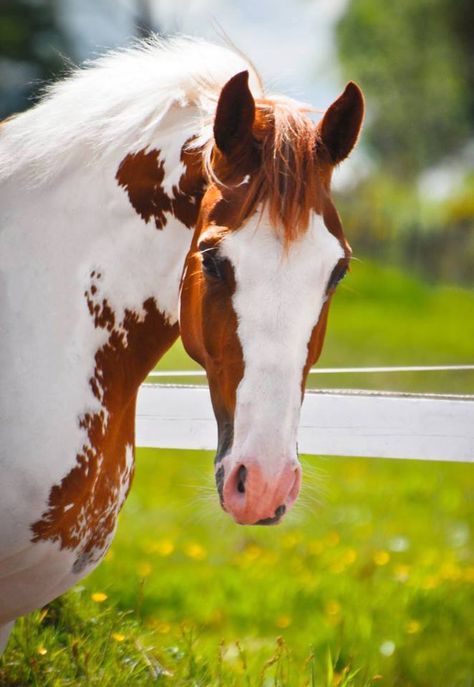 Enjoying Sunshine American Paint Horse, Pinto Horse, Paint Horse, American Paint, Most Beautiful Horses, Most Beautiful Animals, Majestic Horse, All The Pretty Horses, Horse Crazy