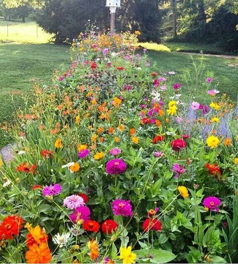 Zinnia Garden, Dream Yard, Bee Garden, Flower Bed, Landscaping Plants, Veggie Garden, Dream Garden, Garden Planning, Flower Beds