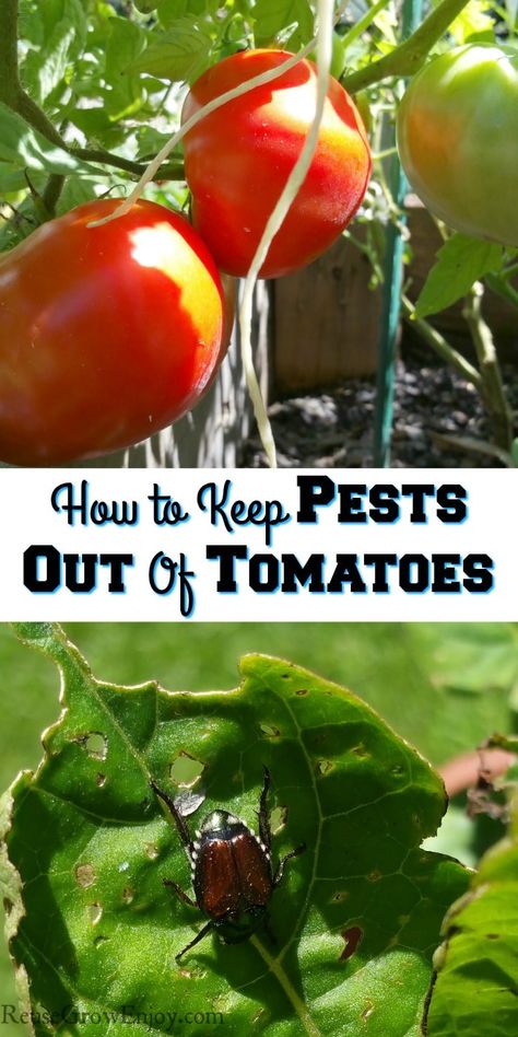 Growing tomatoes can be easy when you learn how to keep pests out of tomatoes. I am going to share a few tips so you know how to control pests and keep more tomatoes for yourself. Natural Tomato Plant Pesticide, Tomato Bugs, Tomato Worms, Suburban Homesteading, Tomato Gardening, Growing Tomato, Tomatoes Growing, Bug Repellant, Tomato Growing