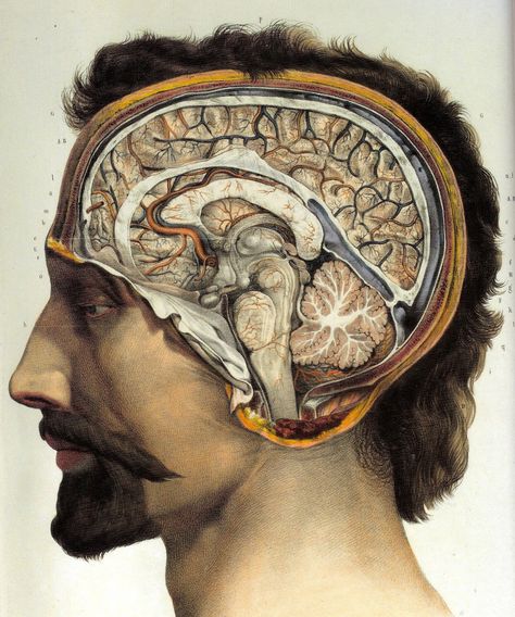 Brain Anatomy, Brain Art, Human Anatomy Art, Medical Anatomy, Vintage Medical, Medical Art, Anatomy Drawing, Scientific Illustration, Medical Illustration