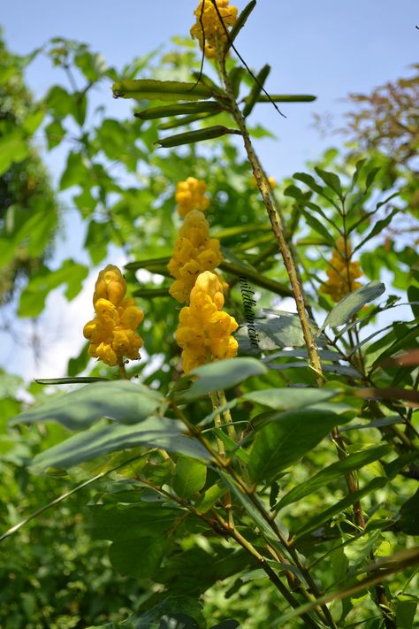 Cassia Alata Benefits, Cassia Alata, Garden Sleeve Tattoo, Health Background, Garden Party Aesthetic, Herbal Benefits, African Herbs, Medicinal Weeds, Health Benefits Of Almonds