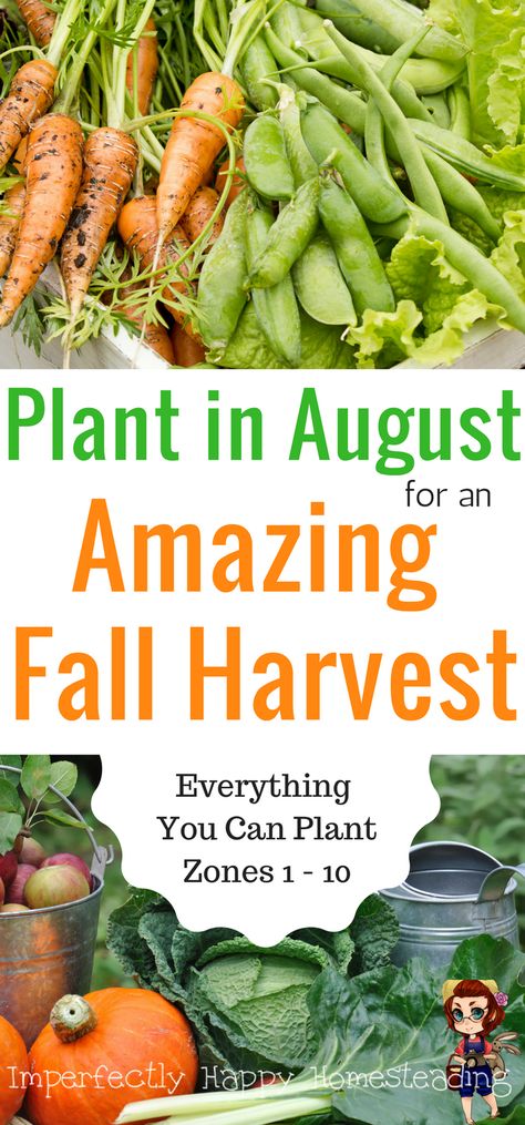 What To Plant In August, Gardening Zones, Fall Vegetables, Fall Garden Vegetables, Garden Veggies, Garden Types, Veg Garden, Fall Garden, Home Vegetable Garden