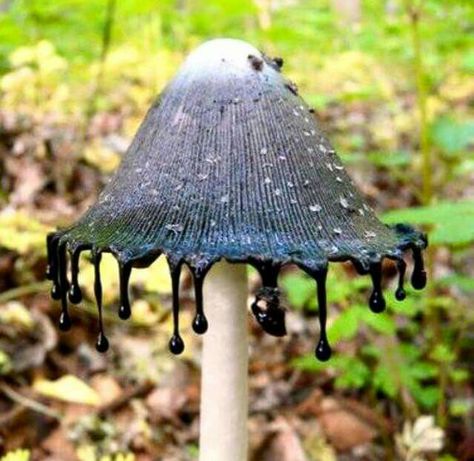 Ink cap mushrooms (it's edible)- researching mushrooms and came upon this crazy one! Mushroom Pictures, Goblin Core, Plant Fungus, Idee Cosplay, Mushroom Fungi, Mushroom Art, Arte Inspo, Arte Horror, Cool Plants