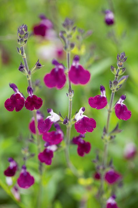 Salvia Border Garden Ideas, Salvias In The Garden, Salvia Perennial, Salvia Plant, Salvia Garden, Gardens Illustrated, Salvia Greggii, Salvia Plants, Meadow Sage