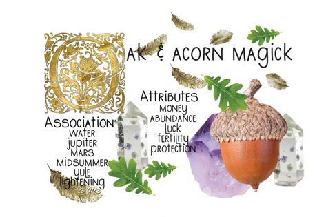 The Protective Magickal Properties Of Oak And Acorns Aquarius Planet, European Tribes, Now Essential Oils, Keystone Species, Magickal Herbs, Acorn And Oak, Magic Spell Book, My Hood, Herbal Magic