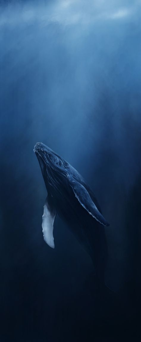 Deep Ocean Background, Whale Lockscreen, Blue Whales Photography, Half Underwater Photography, Sea Creatures Aesthetic, Marine Aesthetic, Whale Underwater, Whale Art Print, Kaanapali Beach