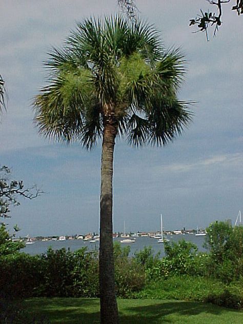 Sabal palmetto, also known as cabbage palm, cabbage palmetto, swamp cabbage, and sabal palm. It is found throughout the southeast and is the state tree of both Florida and South Carolina. Palm Tree Care, Swamp Cabbage, Needle Palm, Sago Palm Tree, Cold Hardy Palm Trees, European Fan Palm, Sabal Palm, Florida Trees, Mimosa Tree