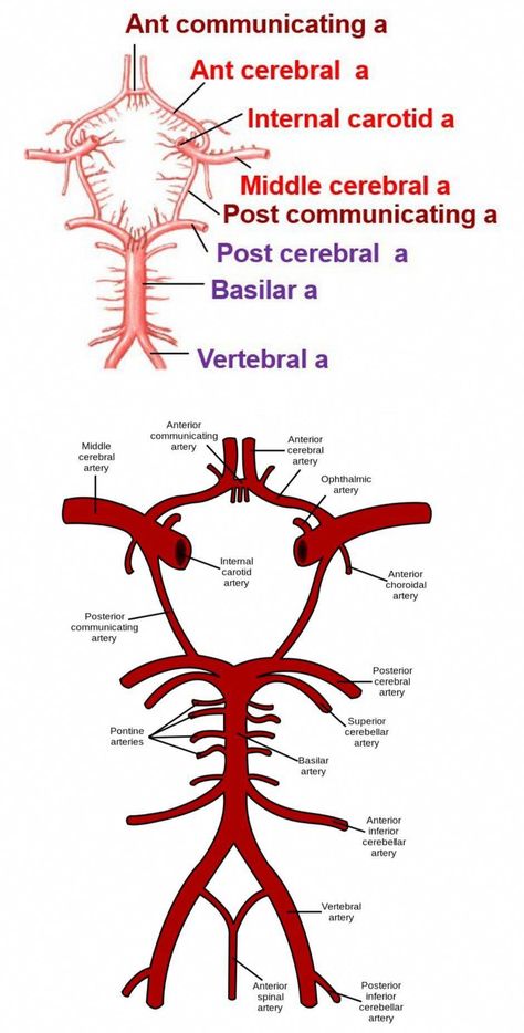 Circle of Willis 【 Note -: Major contribution of branches of Internal Carotid Artery 】 【 "Posterior" Cerebral artery is a branch of "Basilar artery" 】 #HealthAndFitnessMagazine #DailyHealthTips Basilar Artery, Circle Of Willis, Internal Carotid Artery, Blood Sugar Level Chart, Blood Sugar Tracker, Vertebral Artery, Blood Sugar Solution, Lower Blood Sugar Naturally, Carotid Artery