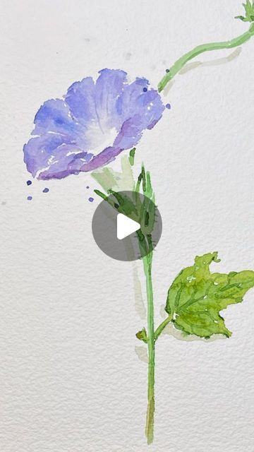 Painting Beginners Watercolor, Watercolor Morning Glory Tutorials, Morning Glory Watercolor Paintings, How To Paint Morning Glory Flowers, Watercolour Morning Glory, Pastel Watercolor Flowers, Morning Glory Watercolor Tutorial, Watercolor Morning Glory, Morning Glory Flowers Drawing