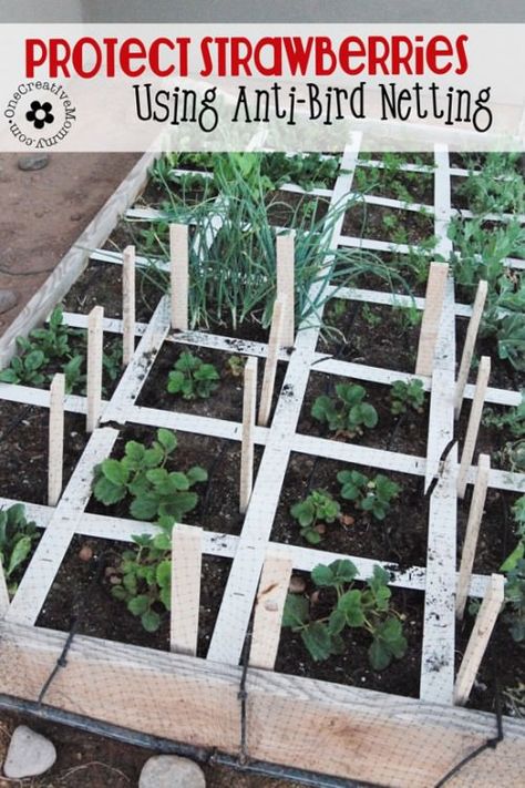 Are your strawberries feeding the neighborhood birds?  Protect them with Anti-Bird Netting, and maybe some will actually make it to the table! {Tutorial from OneCreativeMommy.com} Protect Strawberry Plants, Strawberry Gardening, Gardening For Dummies, Bird Netting, Meteor Garden 2018, Strawberry Plants, Square Foot Gardening, For Dummies, Love Garden