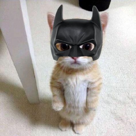 Cat Memes, Batman, Memes, Funny