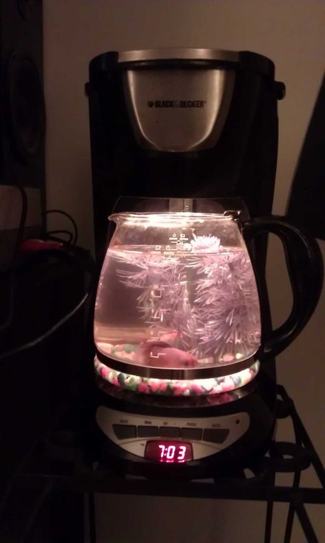 old coffee carafe craft ideas - Google Search Pot Image, Coffee Carafe, Cool Fish Tanks, Indoor Water Garden, Hippy Room, Beta Fish, Fish Care, Salt Water Fish, Cool Fish