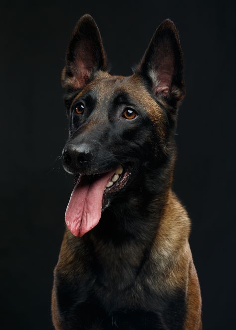 attachment ❤️ Belgian Shepherd Dog, malinois dog on Isolated Black Background in studio #Puppy #Dog - - - - Image licensed from Shutterstock. Credit @Anna Mandrikyan Belgian Malinois Aesthetic Wallpaper, Belgian Malinois Wallpaper Iphone, Belgian Shepherd Malinois, Belgian Malinois Wallpaper, Belgian Malinois Aesthetic, Black Belgian Malinois, Belgium Malinois, Belgian Malinois Dog, K9 Dogs