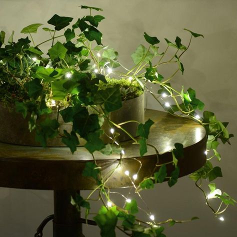 The ground-creeping ivy plants go well with fairy lights. Ivy Plant Indoor, Fairy Bedroom, Small Led Lights, Fairy Lights Decor, Christmas Lights Garland, Bulbs Indoor, Ivy Plants, Wire Lights, Bedroom Plants