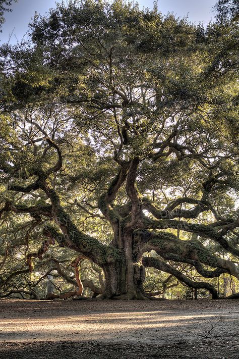 Huge Oak Tree, Great Oak Tree, Oak Tree Aesthetic, Oak Tree Photography, Stanley Kowalski, Oak Tree Pictures, Coast Live Oak, Bur Oak Tree, Oak Tree Art