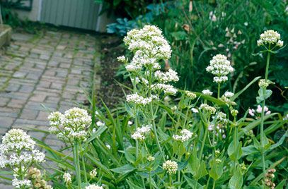 Red valerian (white form) Valerian Plant, White Valerian, Border Perennials, Red Valerian, Centranthus Ruber, Wild Foraging, Fast Growing Evergreens, Greyish Green, Coastal Garden