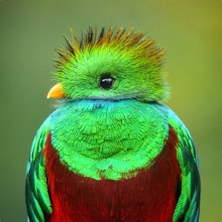 A closeup of a male Resplendent quetzal as it perches close to a wild avocado tree on which it feeds. The Resplendent quetzal can be found… Quetzal Bird, Resplendent Quetzal, Guatemalan Art, Avocado Tree, Chickens And Roosters, Incredible Creatures, Kinds Of Birds, Rare Birds, Big Mouth