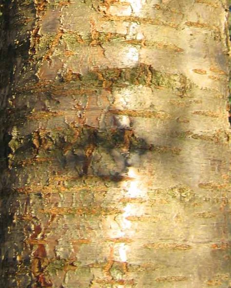 Cherry Tree Bark Picture Maple Tree Bark, Hackberry Tree, Sassafras Tree, Red Oak Tree, Hickory Tree, Arborvitae Tree, Hawthorn Tree, Pecan Tree, Sequoia Tree