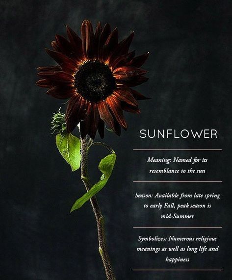 Sunflowers Sunflower Meaning, Flowers Meanings, Sunflower Black And White, Memorial Quotes, Flower Varieties, Sunflower Garden, Flower Guide, Flower Meanings, Flower Names