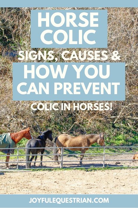 Colic In Horses, Horse Stables Design, Animal Tips, Horse Information, Healthy Horses, Training Business, Common Fears, Horse Care Tips, Hoof Care